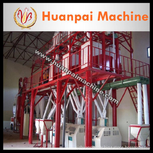 wheat plant,maize plant,corn plant